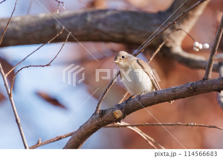 餌を探す尻尾が可愛いニシオジロビタキ（ヒタキ科）。日本国埼玉県にて。2023冬撮影。 114566683