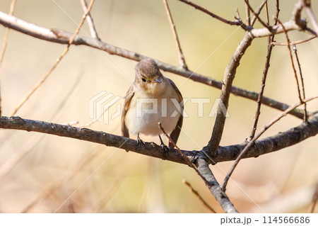 餌を探す尻尾が可愛いニシオジロビタキ（ヒタキ科）。日本国埼玉県にて。2023冬撮影。 114566686