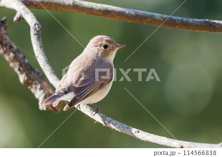餌を探す尻尾が可愛いニシオジロビタキ（ヒタキ科）。日本国埼玉県にて。2023冬撮影。 114566838