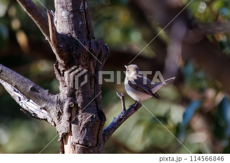 餌を探す尻尾が可愛いニシオジロビタキ（ヒタキ科）。日本国埼玉県にて。2023冬撮影。 114566846