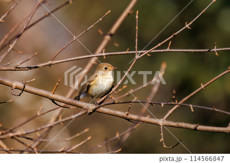 餌を探す尻尾が可愛いニシオジロビタキ(ヒタキ科)。日本国埼玉県にて。2023冬撮影。 餌を探す尻尾が可愛いニシオジロビタキ(ヒタキ科)。日本国埼玉県にて。2023冬撮影。 114566847