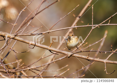 餌を探す尻尾が可愛いニシオジロビタキ（ヒタキ科）。日本国埼玉県にて。2023冬撮影。 114566848