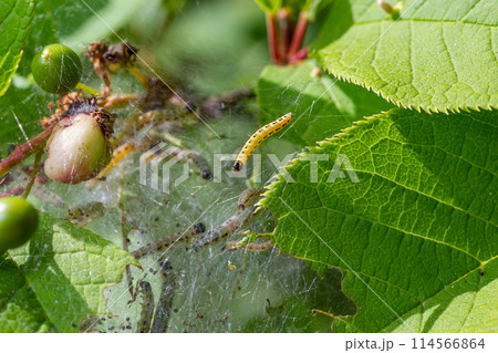 Group of Larvae of Bird-cherry ermine Yponomeuta evonymella pupate in tightly packed communal, white web on a tree trunk and branches among green leaves in summer Group of Larvae of Bird-cherry ermine Yponomeuta evonymella pupate in tightly packed communal, white web on a tree trunk and branches among green leaves in summer 114566864