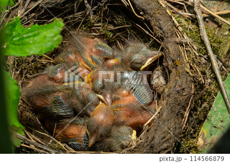Baby birds in the nest birds and mistle thrushes. Thrushes 114566879
