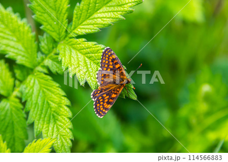 The heath fritillary butterfly Melitaea athalia. Beautiful fritillary butterfly on meadow The heath fritillary butterfly Melitaea athalia. Beautiful fritillary butterfly on meadow 114566883