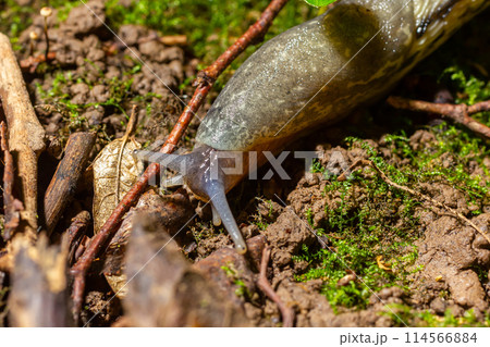 Limax maximus - leopard slug crawling on the ground among the leaves and leaves a trail 114566884