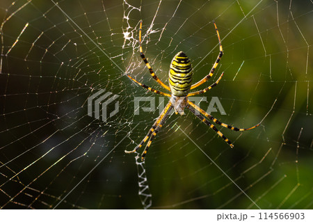 Closeup of exotic striped argiope bruennichi orb web spider sitting on cobweb against blurred background in daytime 114566903