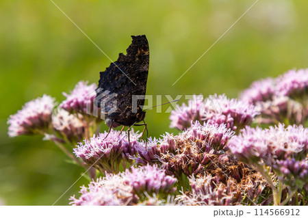 Butterfly aglais io with large spots on the wings sits on a cornflower meadow 114566912