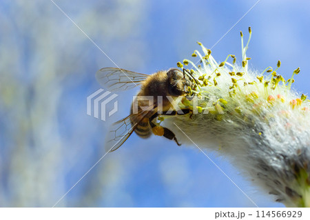 A bee on a branch of a blooming willow A bee on a branch of a blooming willow 114566929