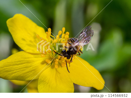 Honey bee on Yellow wood Anemone, Anemonoides ranunculoides. Nature awakening in spring 114566932