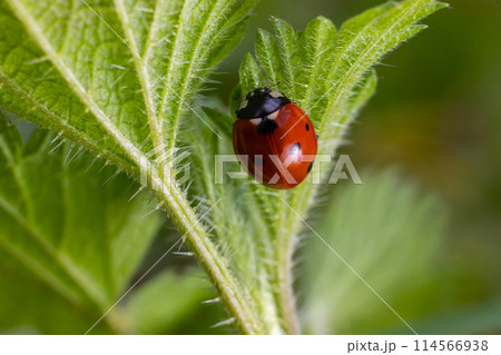Closeup on the colorful seven-spot ladybird, Coccinella septempunctata on a green leaf in the garden 114566938