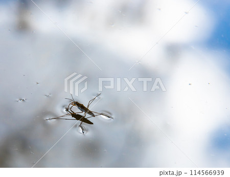 Insect Gerris lacustris, known as common pond skater or common water strider is a species of water strider, found in Europe have ability to move quickly on the water surface and have hydrophobic legs 114566939