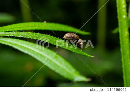 Macro of a Snout Beetle resting on a leaf 114566963