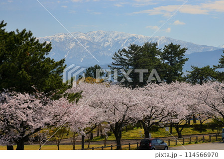富山県魚津市三ケ地先 魚津総合公園みらパークの桜と後ろにそびえる残雪の飛騨山脈北アルプス 富山県魚津市三ケ地先 魚津総合公園みらパークの桜と後ろにそびえる残雪の飛騨山脈北アルプス 114566970