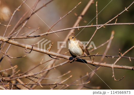餌を探す尻尾が可愛いニシオジロビタキ(ヒタキ科)。日本国埼玉県にて。2023冬撮影。 餌を探す尻尾が可愛いニシオジロビタキ(ヒタキ科)。日本国埼玉県にて。2023冬撮影。 114566973