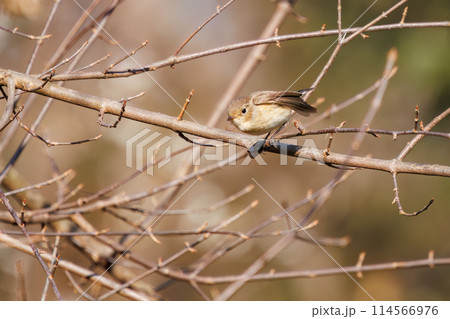 餌を探す尻尾が可愛いニシオジロビタキ（ヒタキ科）。日本国埼玉県にて。2023冬撮影。 114566976