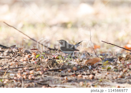 餌を探す尻尾が可愛いニシオジロビタキ（ヒタキ科）。日本国埼玉県にて。2023冬撮影。 114566977