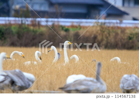 美しく大きなオオハクチョウ、コハクチョウ(カモ科)の群れ。日本国茨城県にて。2023年冬撮影。 美しく大きなオオハクチョウ、コハクチョウ(カモ科)の群れ。日本国茨城県にて。2023年冬撮影。 114567138