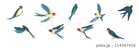 Swallow or Martin Passerine Bird with Long Tail and Pointed Wings Flying and Gliding Vector Set 114567458