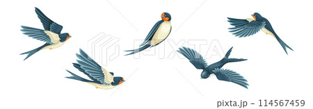 Swallow or Martin Passerine Bird with Long Tail and Pointed Wings Flying and Gliding Vector Set 114567459