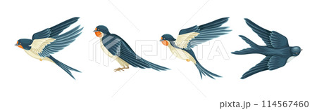 Swallow or Martin Passerine Bird with Long Tail and Pointed Wings Flying and Gliding Vector Set Swallow or Martin Passerine Bird with Long Tail and Pointed Wings Flying and Gliding Vector Set 114567460