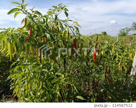 トウガラシの栽培事例 トウガラシの栽培事例 114567512