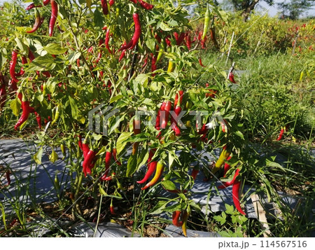 トウガラシの栽培事例 114567516