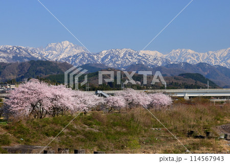 富山県魚津市吉野　早月川にかかる延槻大橋からの早月川緑地多目的広場の桜並木と冠雪の飛騨山脈北アルプス 114567943