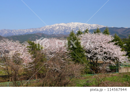 富山県魚津市吉野 早月川にかかる延槻大橋からの早月川緑地多目的広場の桜並木と冠雪の飛騨山脈北アルプス 富山県魚津市吉野 早月川にかかる延槻大橋からの早月川緑地多目的広場の桜並木と冠雪の飛騨山脈北アルプス 114567944