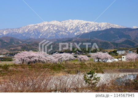 富山県魚津市吉野　早月川にかかる延槻大橋からの早月川緑地多目的広場の桜並木と冠雪の飛騨山脈北アルプス 114567945