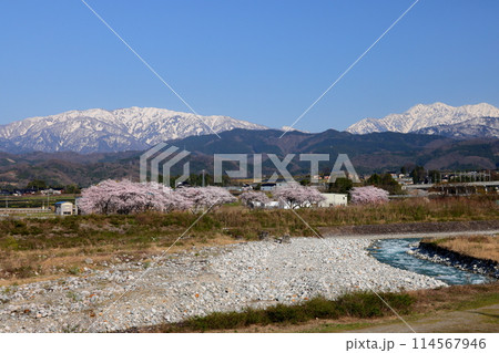 富山県魚津市吉野 早月川にかかる延槻大橋からの早月川緑地多目的広場の桜並木と冠雪の飛騨山脈北アルプス 富山県魚津市吉野 早月川にかかる延槻大橋からの早月川緑地多目的広場の桜並木と冠雪の飛騨山脈北アルプス 114567946