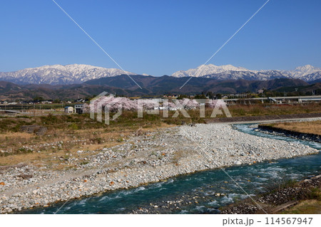 富山県魚津市吉野　早月川にかかる延槻大橋からの早月川緑地多目的広場の桜並木と冠雪の飛騨山脈北アルプス 114567947