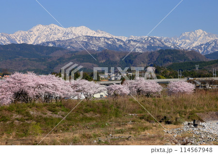 富山県魚津市吉野 早月川にかかる延槻大橋からの早月川緑地多目的広場の桜並木と冠雪の飛騨山脈北アルプス 富山県魚津市吉野 早月川にかかる延槻大橋からの早月川緑地多目的広場の桜並木と冠雪の飛騨山脈北アルプス 114567948
