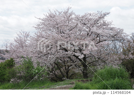 公園の満開の桜の木 公園の満開の桜の木 114568104