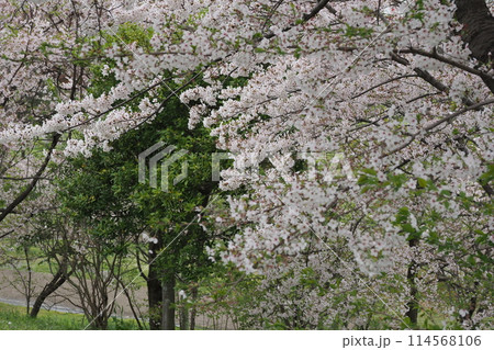 公園の桜の花 公園の桜の花 114568106