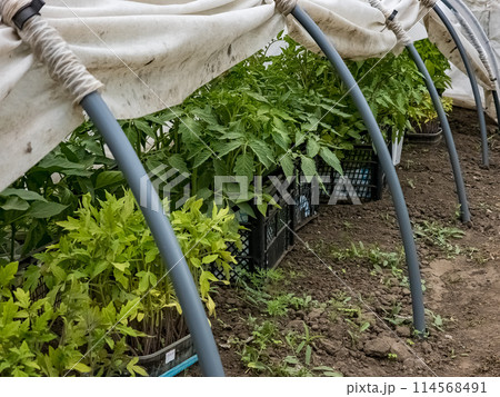 Agricultural greenhouse or tunnel with long rows of fresh green seedlings of early vegetables 114568491