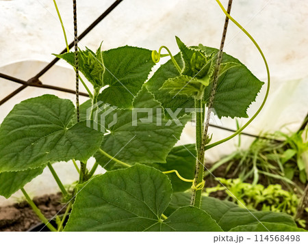 Agricultural greenhouse with rows of fresh green seedlings of early vegetables Agricultural greenhouse with rows of fresh green seedlings of early vegetables 114568498