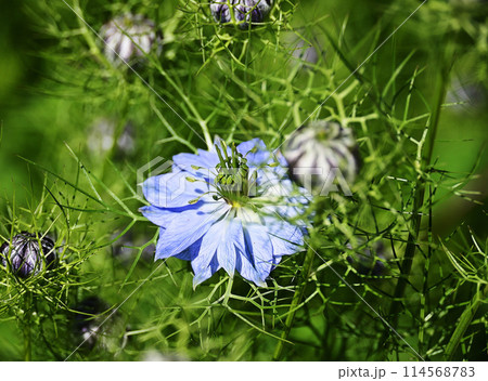青いニゲラの花 114568783