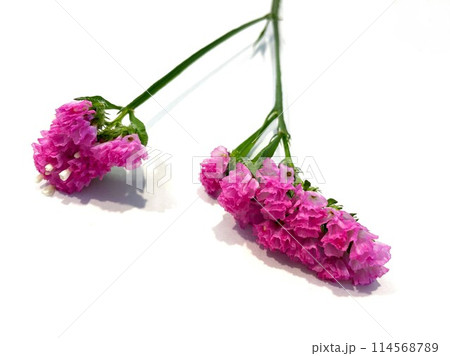 鮮やかで濃いピンクのスターチス1 114568789