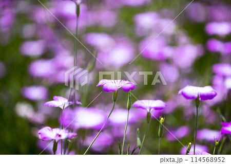 埼玉県鴻巣市ポピーハッピスクエア　麦ナデシコ 114568952