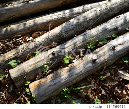 焚き木イメージ(CAMP：キャンプなどに)  114569411