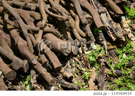 焚き木イメージ(CAMP:キャンプなどに) 焚き木イメージ(CAMP:キャンプなどに) 114569414