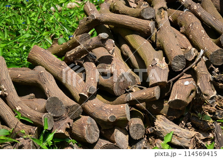 焚き木イメージ(CAMP：キャンプなどに)  114569415