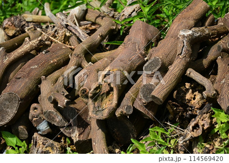 焚き木イメージ(CAMP：キャンプなどに)  114569420