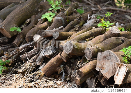 焚き木イメージ(CAMP：キャンプなどに)  114569434