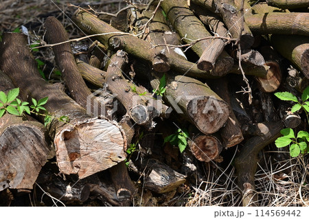 焚き木イメージ(CAMP：キャンプなどに)  114569442