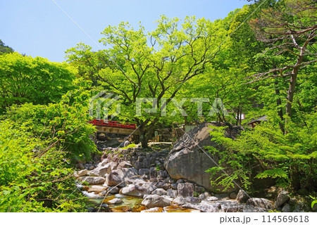 渓流流れる新緑の湯の山温泉《大石公園周辺》 渓流流れる新緑の湯の山温泉《大石公園周辺》 114569618