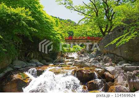 渓流流れる新緑の湯の山温泉《大石公園周辺》 114569624