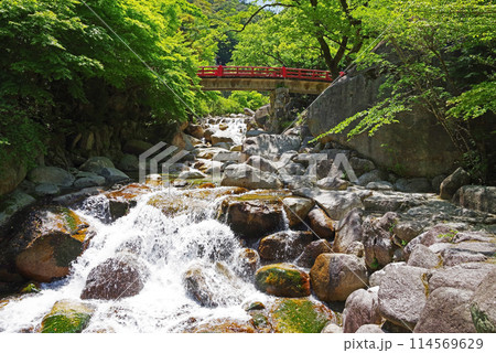 渓流流れる新緑の湯の山温泉《大石公園周辺》 渓流流れる新緑の湯の山温泉《大石公園周辺》 114569629
