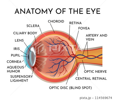Anatomy of eye. Human organ structure infographics, side view. Muscles of human eye. Detailed illustration isolated on white background 114569674